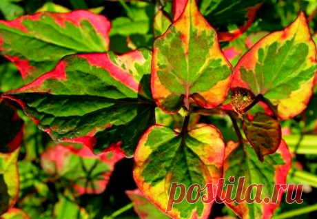 Хауттюйния сердцевидная «Хамелеон»: посадка и уход, фото