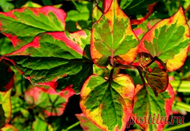 Хауттюйния сердцевидная «Хамелеон»: посадка и уход, фото