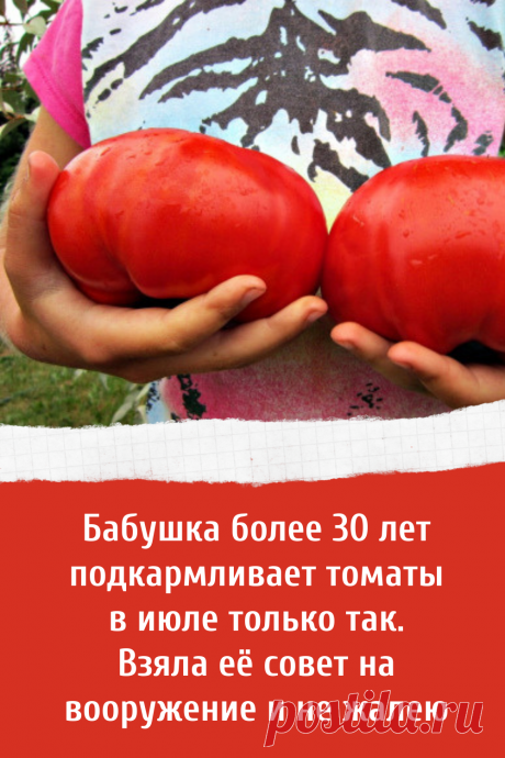 Бабушка более 30 лет подкармливает томаты в июле только так. Взяла её совет на вооружение и не жалею