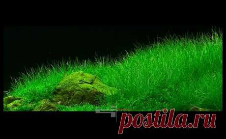 Аквариумные растения: Элеохарис парвула (Eleocharis parvula)