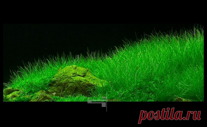Аквариумные растения: Элеохарис парвула (Eleocharis parvula)