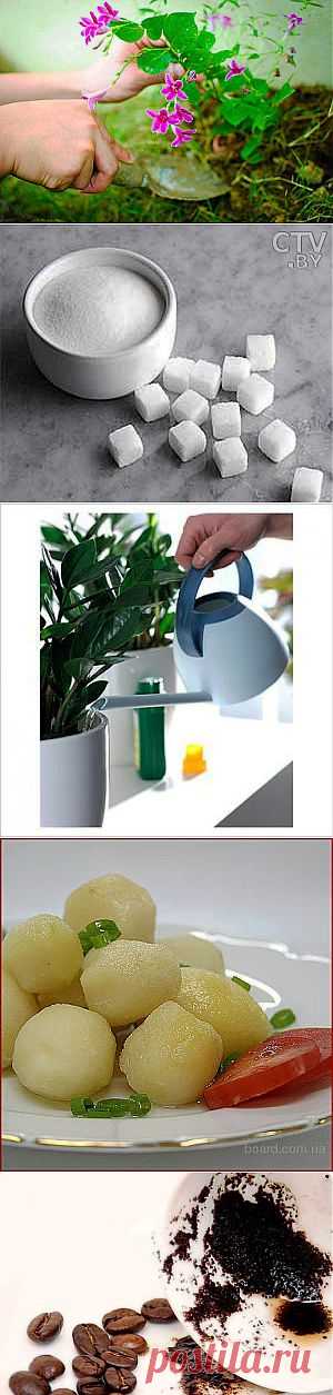 Пять натуральных удобрений для домашних цветов! | ЖЕНСКИЙ МИР