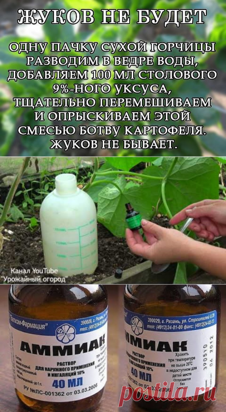 (3) Одноклассники