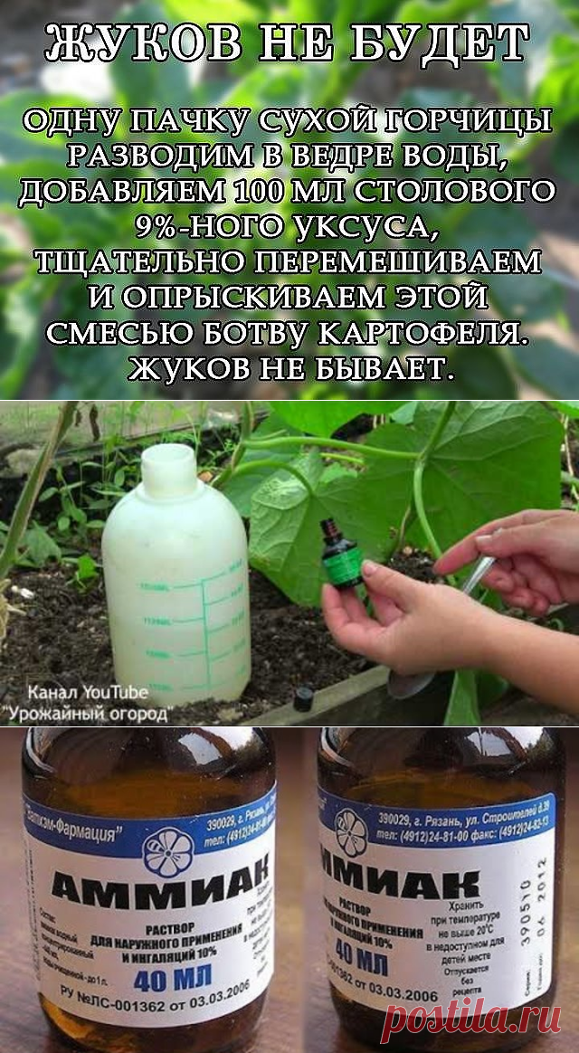 (3) Одноклассники