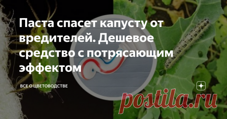 Паста спасет капусту от вредителей. Дешевое средство с потрясающим эффектом Многие огородники, чтобы вырастить хороший урожай капусты, используют дорогие химические препараты, органические удобрения.
Но не все помнят о зубной пасте, которая ещё совсем недавно была чуть ли не первым средством по спасению капусты от вредителей.