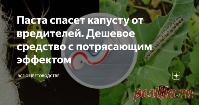 Паста спасет капусту от вредителей. Дешевое средство с потрясающим эффектом Многие огородники, чтобы вырастить хороший урожай капусты, используют дорогие химические препараты, органические удобрения.
Но не все помнят о зубной пасте, которая ещё совсем недавно была чуть ли не первым средством по спасению капусты от вредителей.