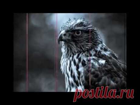 Не смотри на меня ты с упреками#Авторская песня - YouTube
Не смотри на меня ты с упреками,
И, прости, с хрипотцой, пропою,
Как была бы душа одинокая,
Коль не встретила душу твою,

Отражаясь в глазах с поволокою,
Вижу там седину я свою,
Вижу молодость очень далекую,
И, прости, что уж хрипло, пою

Надоела зима мне за окнами,
И ругаю свою седину,
Я, наверно, с рождения проклятый,
Но, как в юности, так же, люблю