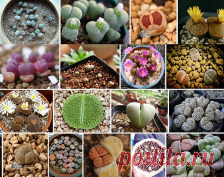 Суккуленты: виды и названия с фото, уход в домашних условиях - Литопсы