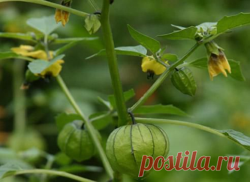 Рассада физалиса | Вырасти сад!