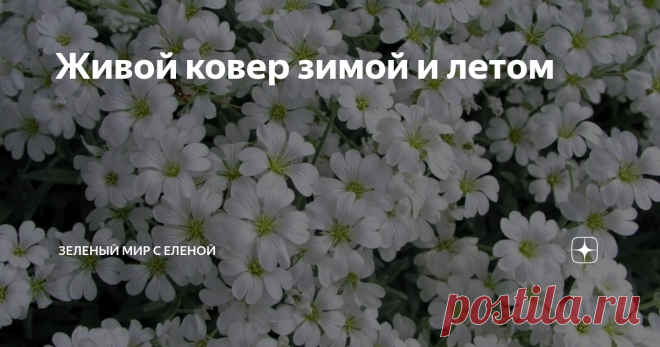 Живой ковер зимой и летом Посадите эту красоту! Вам это надо!