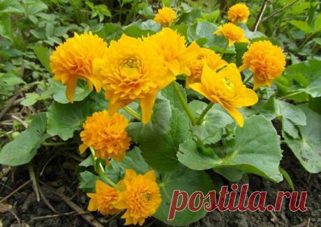 Дачные хитрости
Валентина Павлова(Нечаева)