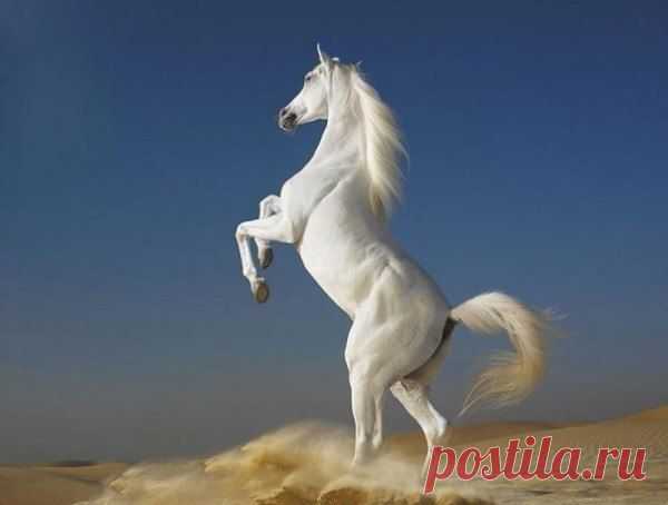 В мире животных | ВКонтакте