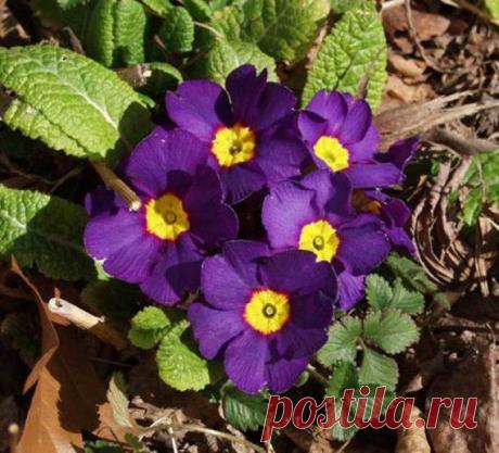 фиолетовый цвет - 707 . картинок. Поиск@Mail.Ru