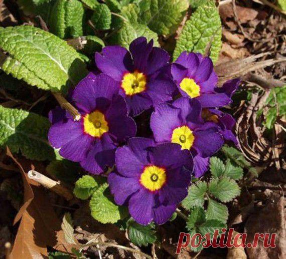 фиолетовый цвет - 707 . картинок. Поиск@Mail.Ru