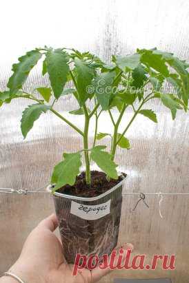 РАССАДА ПЕРЕД ПЕРЕСАДКОЙ В ГРУНТ
Рекомендаций в интернете много, например: высота растения 30 см, короткие междоузлия, 6-7 листьев и 1-2 цветущие кисти. Или советы округляются до простых цифр - возраст рассады высокорослых сортов должен быть 50-65 дней, низкорослых - 40-50 дней.
Много советов как выращивать, чем кормить и как подсвечивать, чтобы кусты были крепкие, не болели и не вытягивались.
В большинстве подобных замечательных повествованиях упускается два самых основных момента, которые яв