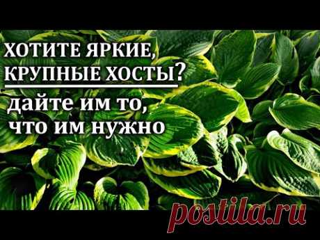 Ваши хосты будут огромными  Важны своевременные подкормки  Мой опыт
