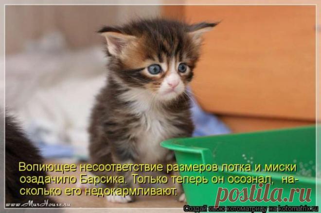 Четыре сыночка (котоматрица)