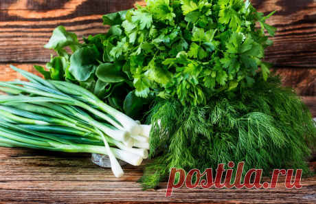 Какая зелень наиболее полезная Все мы помним ещё из школьных уроков, что именно зелёные растения поглощают углекислый газ и производят кислород, используя энергию солнца. За миллионы лет травы и зелень приспособились к самым...