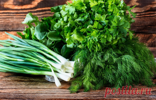 Какая зелень наиболее полезная Все мы помним ещё из школьных уроков, что именно зелёные растения поглощают углекислый газ и производят кислород, используя энергию солнца. За миллионы лет травы и зелень приспособились к самым...