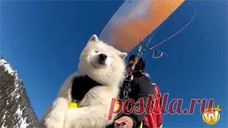 Новое видео с животными - Cмотреть смешное видео, подборки неудач, видео приколы, играть флэш игры онлайн, просматривать смешные и интересные картинки абсолютно бесплатно