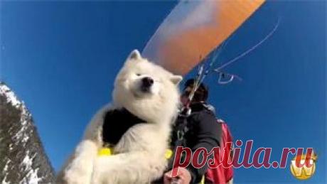 Новое видео с животными - Cмотреть смешное видео, подборки неудач, видео приколы, играть флэш игры онлайн, просматривать смешные и интересные картинки абсолютно бесплатно