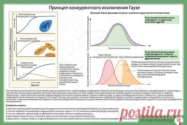 Доброе утро! Продолжим обзор номеров из ЕГЭ 2022. Напомню основные законы, которые необходимо помнить по экологии, - это закон Либиха, правила Аллена, Бергмана, 10 процентов, закон Глогера и принцип Гаузе.