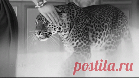 Заботой и лаской можно УКРОТИТЬ любого ЗВЕРЯ.
И даже женщину!!!