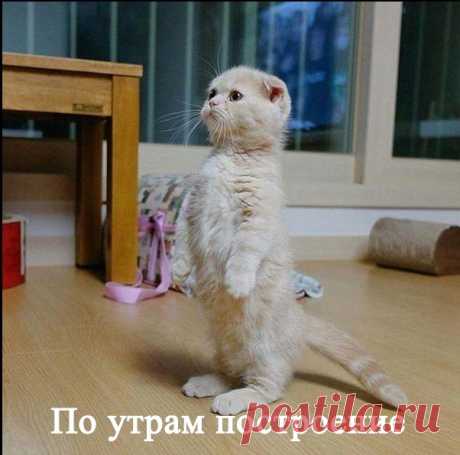 Когда хозяин - военный