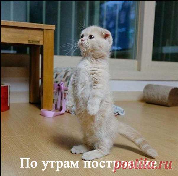 Когда хозяин - военный