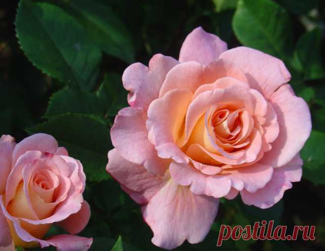 Розы флорибунда (Floribunda) и полиантовые