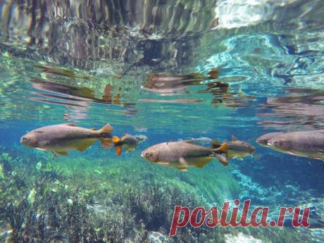 Бонито - уникальное сказочное место в Бразилии В подоле бассейна Амазонки находится Бонито, Бразилия. Это одно из самых красивейших мест в Южной Америке, расположено в бразильском штате