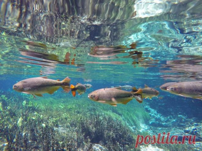 Бонито - уникальное сказочное место в Бразилии В подоле бассейна Амазонки находится Бонито, Бразилия. Это одно из самых красивейших мест в Южной Америке, расположено в бразильском штате