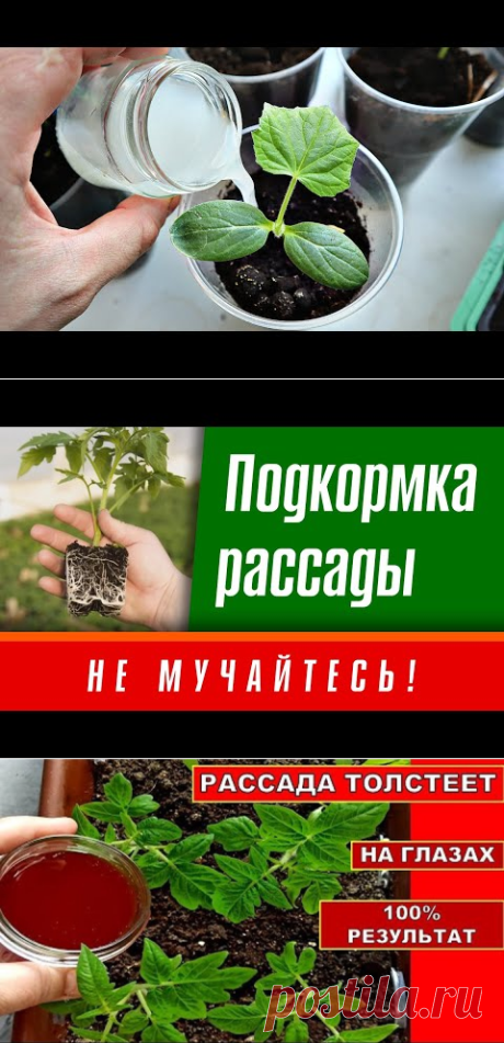 Подкормка рассады.