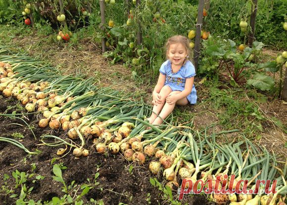 От семечка до луковицы весом в полкило — за сезон