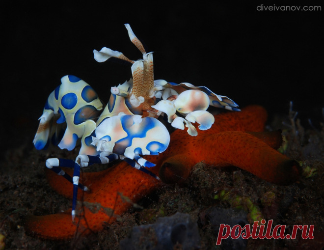 «Звезды на Красной до — National Geographic Россия Креветка арлекин — Harlequin shrimp — Hymenocera picta. Bali, Melasti. Nikon D 80, 60 mm, in S&S, 2*S&S 110, 1/125, f/22, ISO-100, -0.3 EV.
