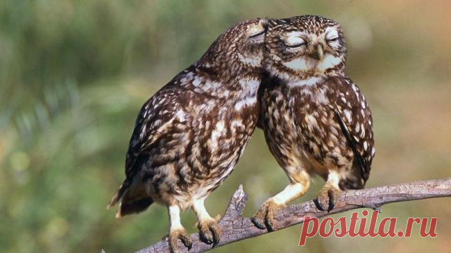 20 фотографий, которыми совы могут гордиться