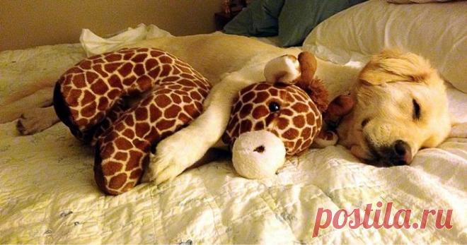Забавные фотографии животных
