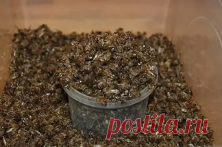 ЦЕЛЕБНЫЕ СВОЙСТВА ПЧЕЛИНОГО ПОДМОРА: МАГИЧЕСКАЯ ЭФФЕКТИВНОСТЬ