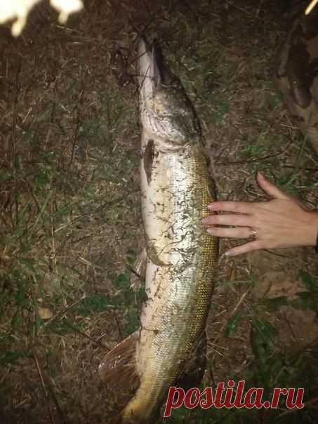 Смт. Берегомет щука 4кг / Богатая добыча