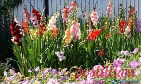 #СадоводствоЦветоводствоАрки

 ГЛАДИОЛУСЫ. КОГДА И КАК САЖАТЬ

Гладиолусы. Когда и как их сажать? Если роза – признанная королева цветов, то гладиолус – король! Его великолепие и грациозность не оставят равнодушным ни одного ценителя изысканных растений. Ни один цветок не сравнится с ним по разнообразию форм и размеров венчика, а особенно по цветовой гамме, которая включает в себя разные оттенки от белого до практически черного. Селекционные достижения в работе с гладиолус...