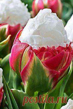 Одноклассники