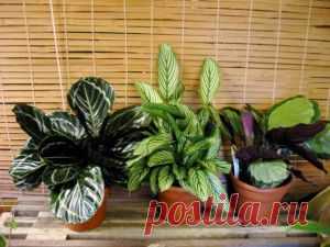 Шашлыки: 5 популярных маринадов