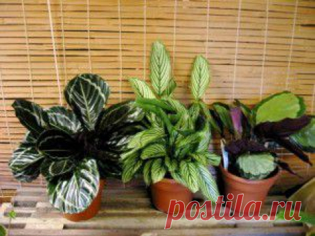 Шашлыки: 5 популярных маринадов