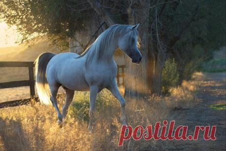 Рыжие, гнедые, серые, вороные… Лошади в объективе Войтека Квиатковски (Wojtek Kwiatkowski — Фотоискусство