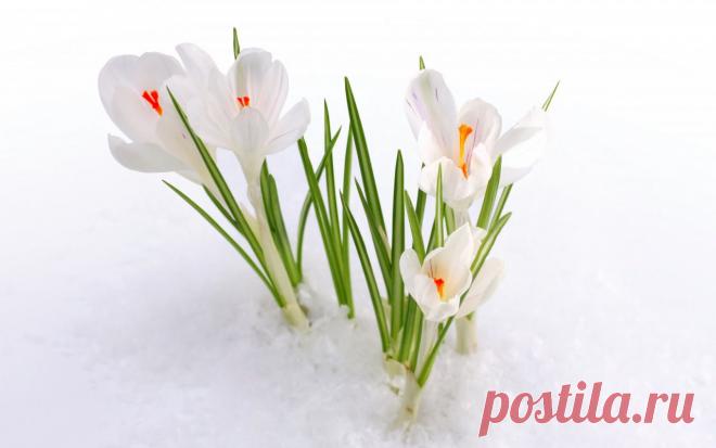 Скачать обои крокусы, цветы, первоцвет, бутоны, раздел цветы в разрешении 1280x800