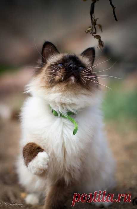 Cat on the beach