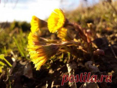 Лунный календарь на апрель 2017 Апрель – один из наиболее интенсивно загруженных месяцев в календаре любого садовода. Основные весенние хлопоты в регионах с суровыми зимами начинаются именно в этом месяце. Но активные работы в саду ...