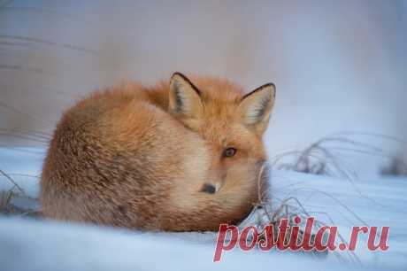 Лисичка