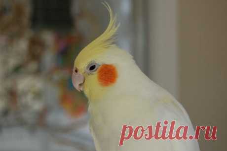 Рейтинг самых обучаемых попугаев