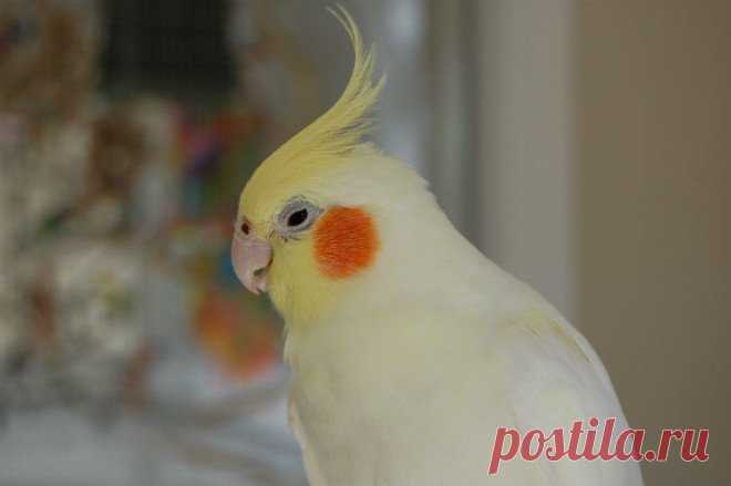Рейтинг самых обучаемых попугаев